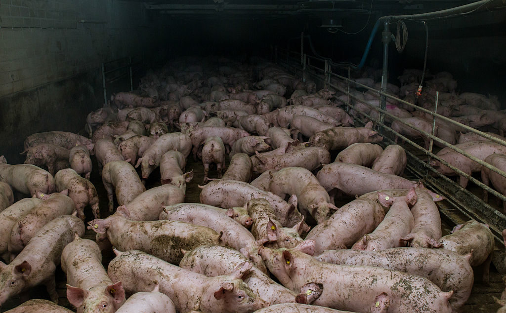 Too many pigs in a factory farm